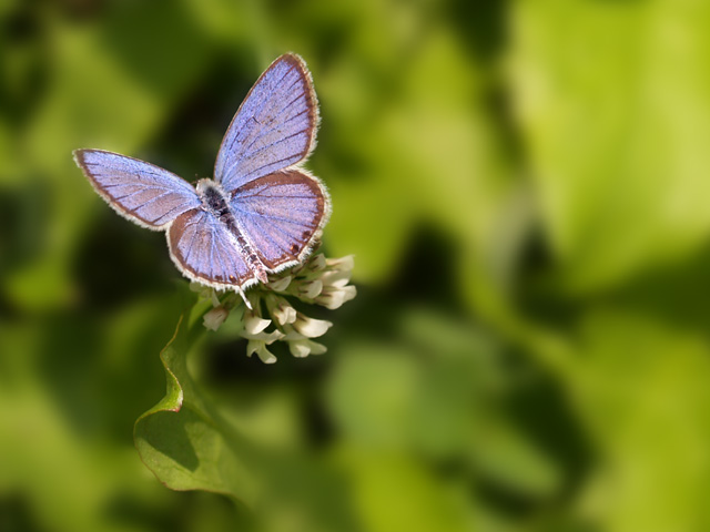 Lycaena phlaeas, Polyommatus icarus,  Leptotes pirithous